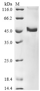 Protein Wnt-10b (WNT10B), human, recombinant