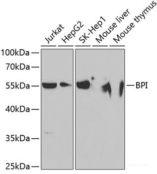 Anti-BPI