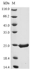 Dihydrofolate reductase (folA), Staphylococcus epidermidis, recombinant