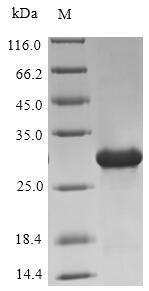 Oxytocin-neurophysin 1 (OXT), partial, human, recombinant