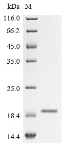 Tumor necrosis factor ligand superfamily member 4 (TNFSF4), partial, rabbit, recombinant