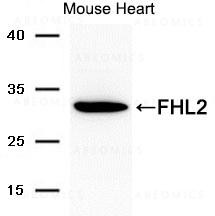 Anti-FHL2