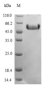 CCN family member 2 (Ccn2), partial, mouse, recombinant