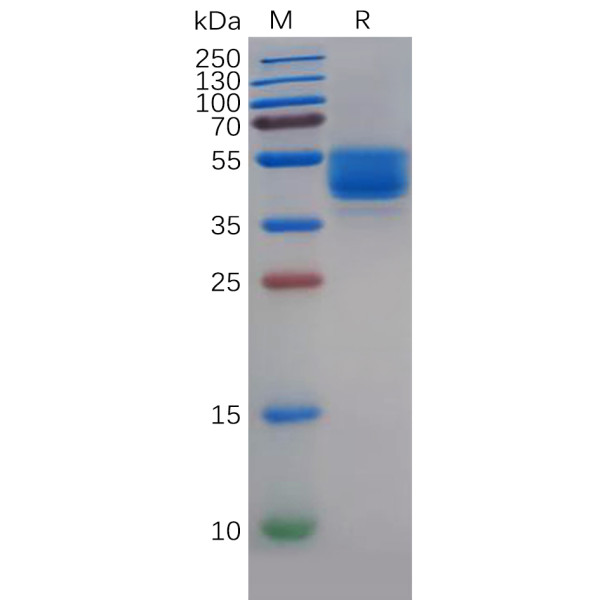 Human MDR-1 (72-113) Protein, hFc Tag