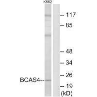 Anti-BCAS4