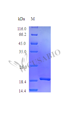 Granulocyte colony-stimulating factor protein (Csf3) (Active), mouse, recombinant