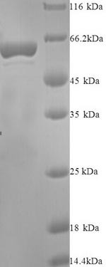 Indoleamine 2,3-dioxygenase 2 (IDO2), human, recombinant