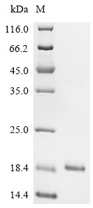 Insulin-1 (Ins1), mouse, recombinant