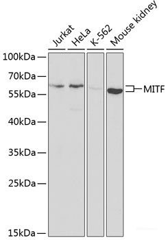 Anti-MITF