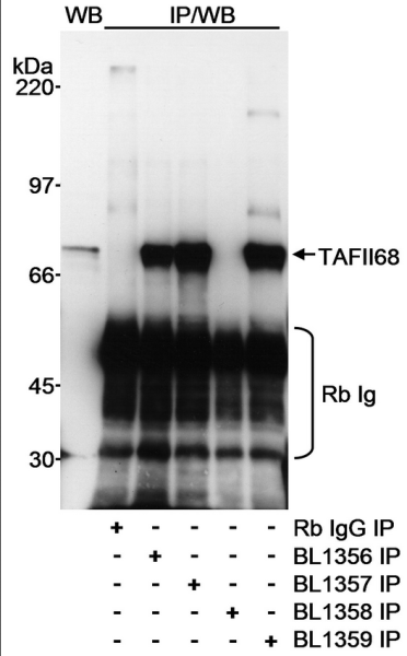 Anti-TAFII68