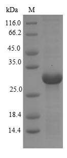 CD40 ligand (CD40LG), partial, Macaca mulatta, recombinant