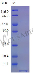 C-X-C motif chemokine 10 protein (Cxcl10) (Active), mouse, recombinant