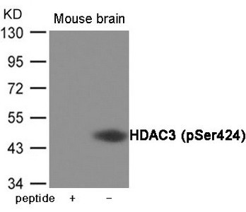 Anti-Phospho-HDAC3 (Ser424)