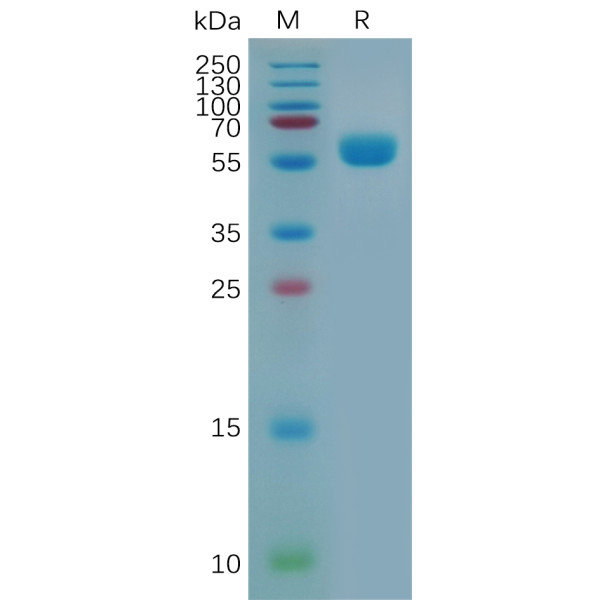 Mouse CTLA4 Protein, hFc Tag