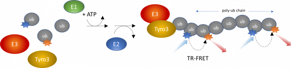 CBL-B-driven Tyro3 Ubiquitination Intrachain TR-FRET Assay Kit