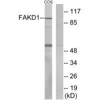 Anti-FASTKD1