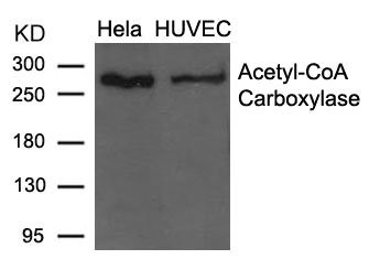 Anti-ACACA (Ab-79)