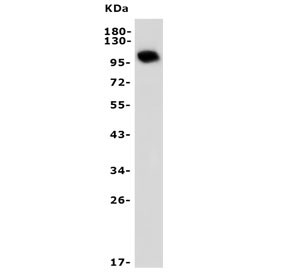 Anti-PDE10A