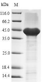 Tissue factor (F3), partial, human, recombinant