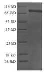 Calpain-2 catalytic subunit (CAPN2), human, recombinant