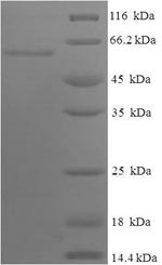 Apolipoprotein A-IV (APOA4), human, recombinant