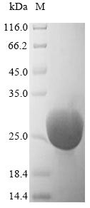 Trypsin-4 (Try4), rat, recombinant