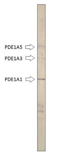 Anti-PDE1A
