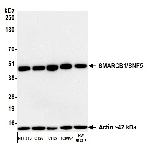 Anti-SMARCB1/SNF5 Recombinant Monoclonal