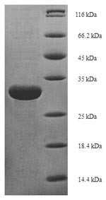 Autophagy-related protein 8 (ATG8), Candida glabrata, recombinant