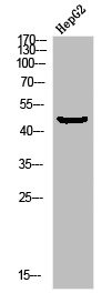 Anti-Phospho-MAP2K1 (S298)