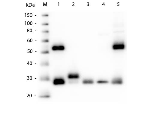 Anti-Mouse IgG (H&amp;L) [Goat]