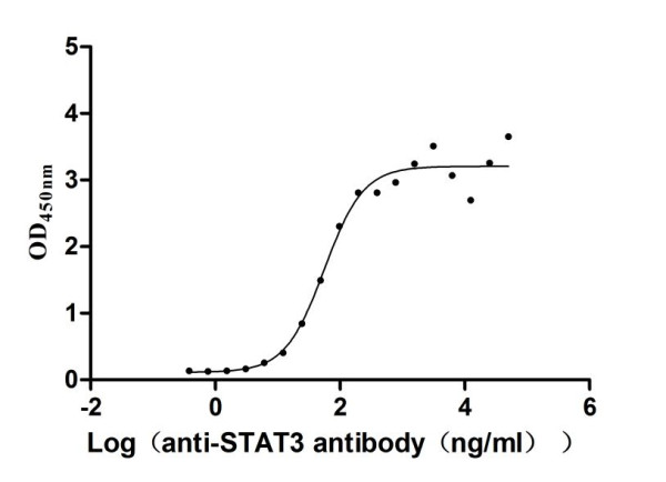 Anti-STAT3 Recombinant Monoclonal, clone 28H4