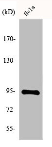 Anti-HSP90B1