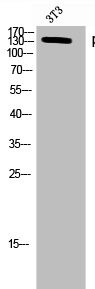 Anti-Phospho-HDAC6 (S22)