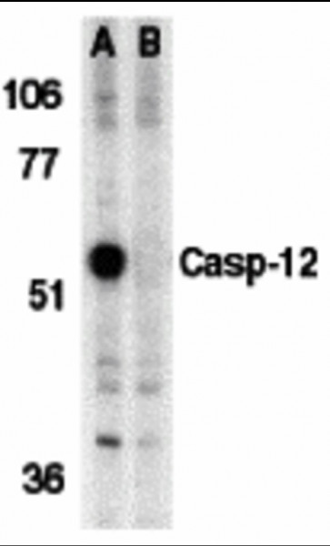 Anti-Caspase-12