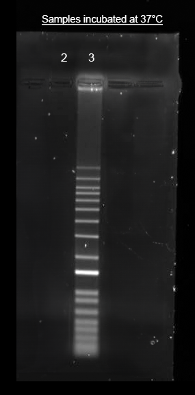 Helixyte(TM) iFluor(R) 594 Nucleic Acid Labeling Dye