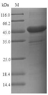 Carcinoembryonic antigen-related cell adhesion molecule 6 (CEACAM6), human, recombinant