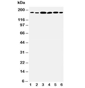 Anti-Laminin gamma 1