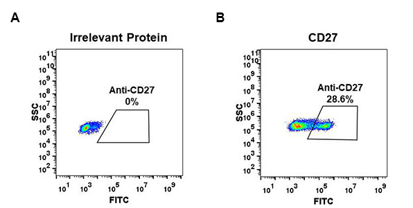 Anti-CD27 antibody(DM57), Rabbit mAb
