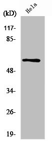 Anti-PDCD4