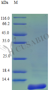 C-C motif chemokine 8 protein (CCL8) (Active), human, recombinant