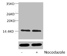 Anti-Phospho-Histone H2A (Ser129)