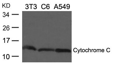 Anti-CYCS