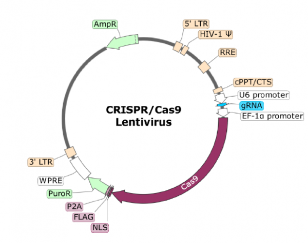 PD-1 CRISPR/Cas9 Lentivirus (Non-Integrating)