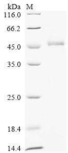 HLA class I histocompatibility antigen, alpha chain G (HLA-G), human, recombinant