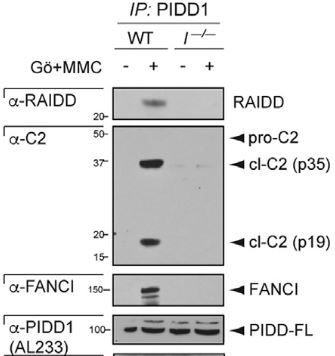 Anti-PIDD (human) (AL233)