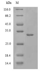 DNA-directed RNA polymerase II subunit RPB1 (RpII215), partial, Drosophila melanogaster, recombinant