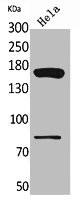 Anti-CD163L1