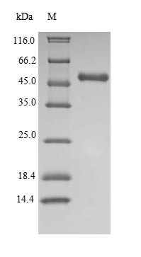 Indoleamine 2,3-dioxygenase 1 (IDO1), human, recombinant