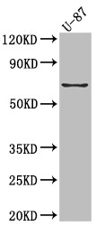 Anti-PTGS2 Recombinant Monoclonal, clone 10B2